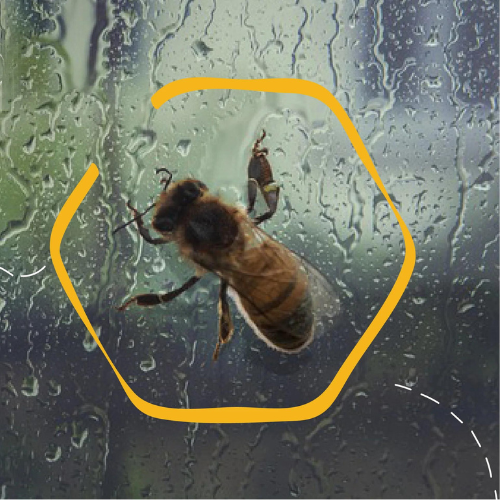 Monsoon And Autumn Management